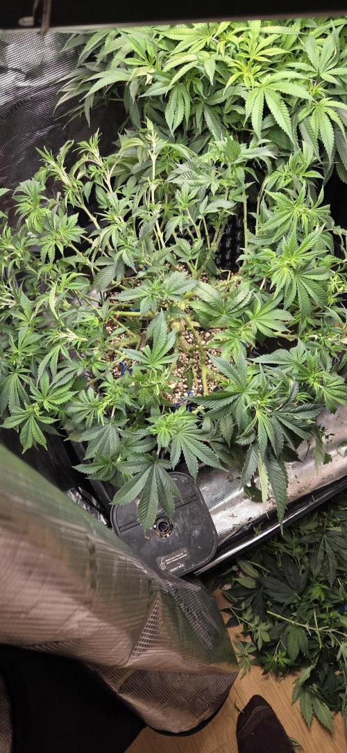 Big Buddha Cheese. Week 11