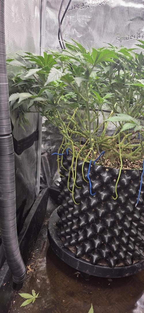 Cheese. Week 11