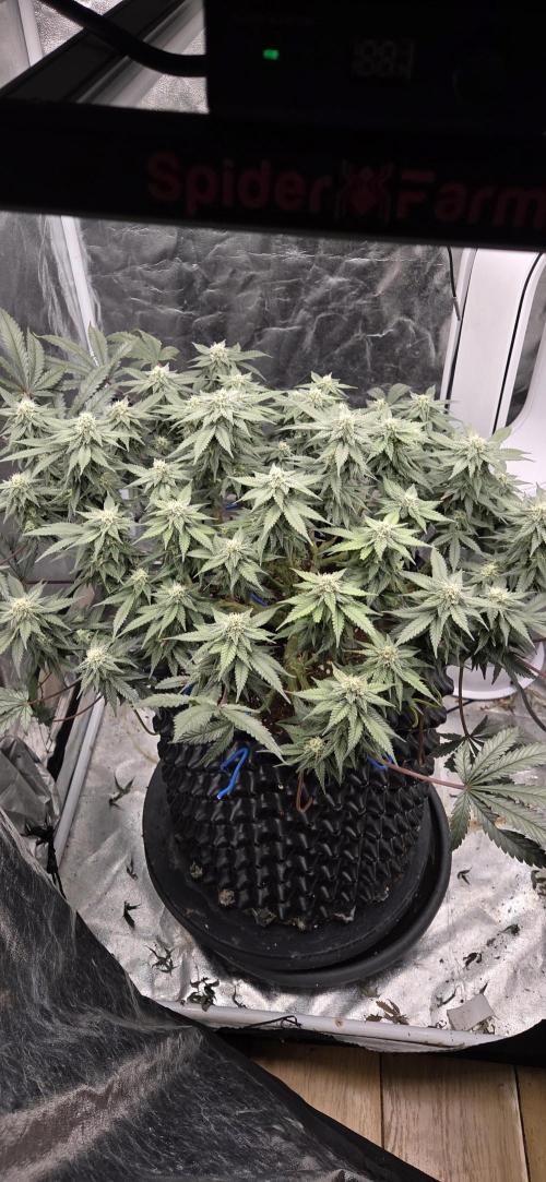 Crystal Candy. Week 12