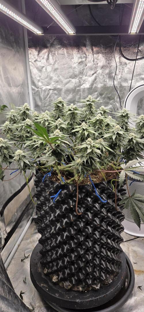 Crystal Candy. Week 12