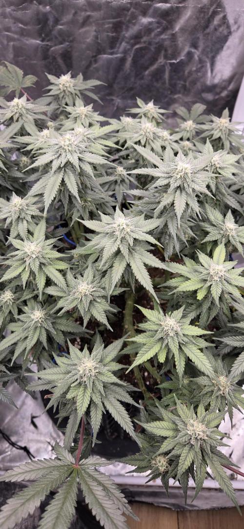 Crystal Candy. Week 12