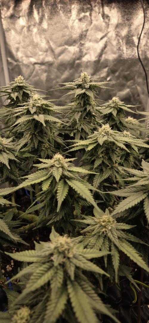 Crystal Candy. Week 12