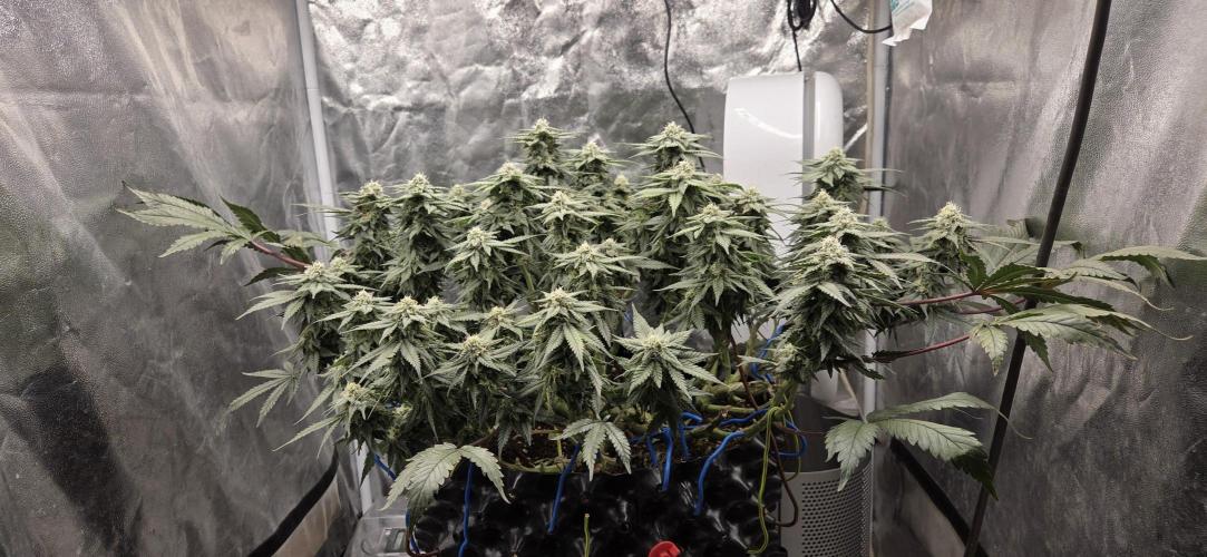 Crystal Candy. Week 12