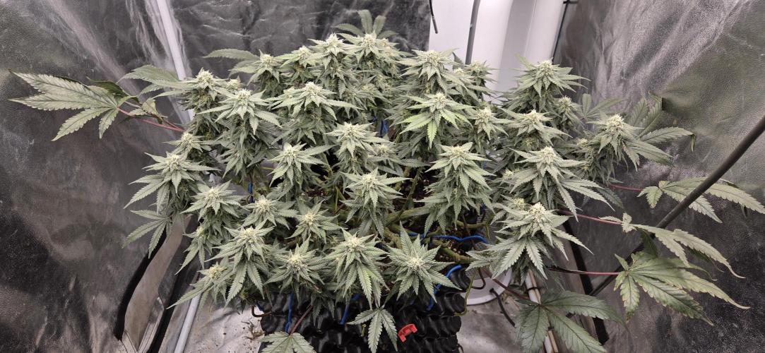 Crystal Candy. Week 12