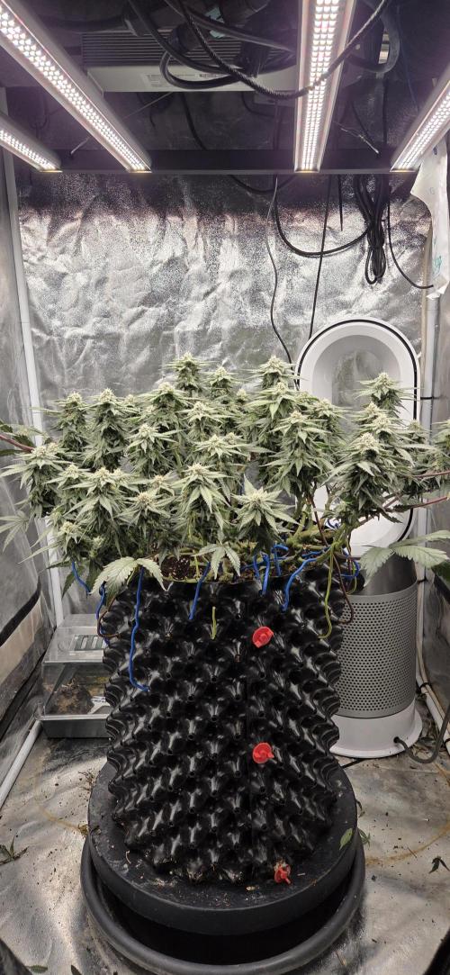 Crystal Candy. Week 12