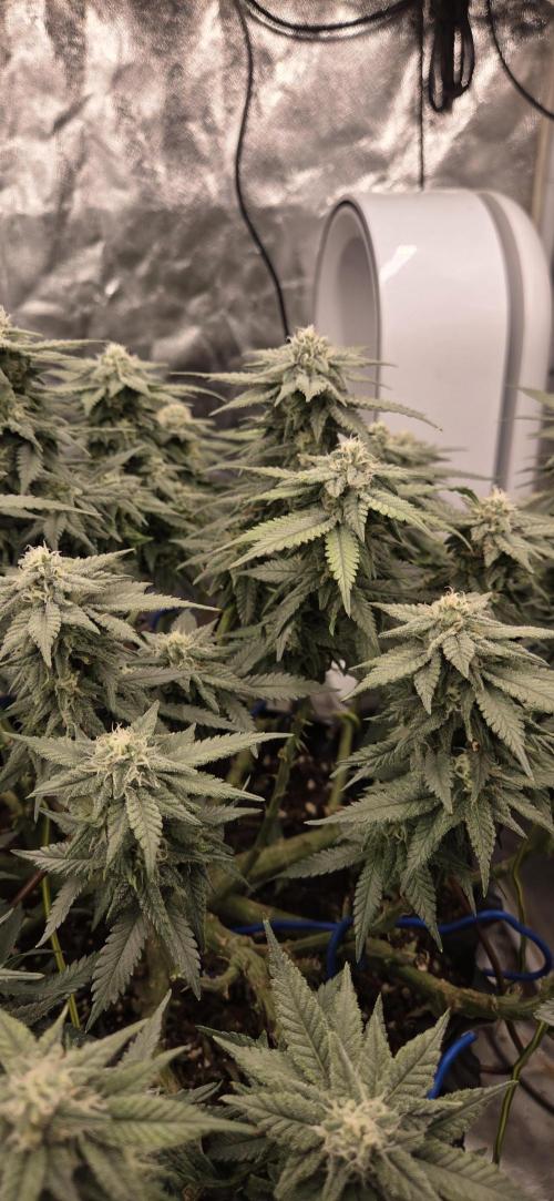 Crystal Candy. Week 12