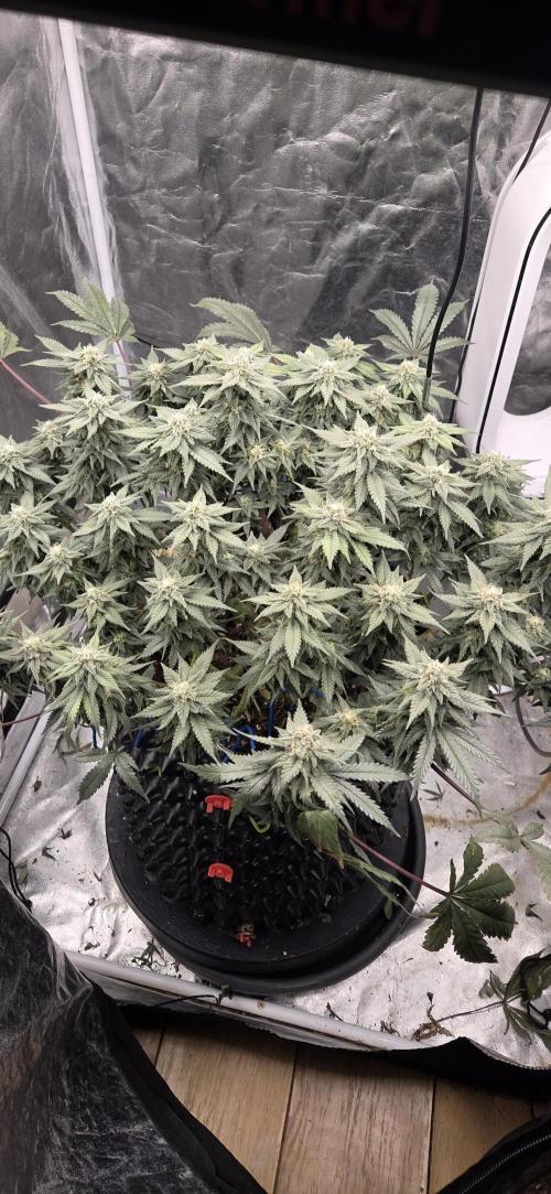 Crystal Candy. Week 12