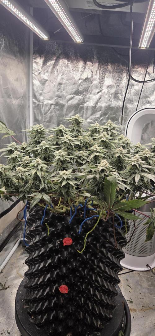 Crystal Candy. Week 12