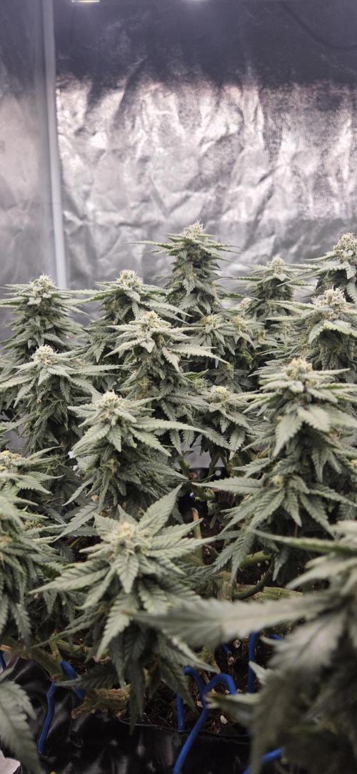 Crystal Candy. Week 12