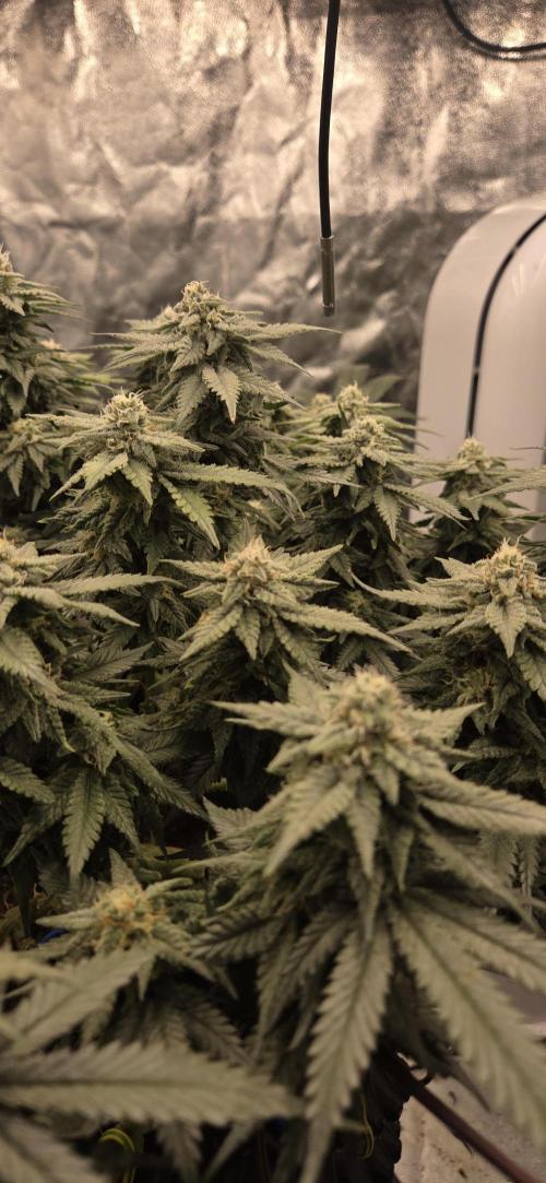 Crystal Candy. Week 12