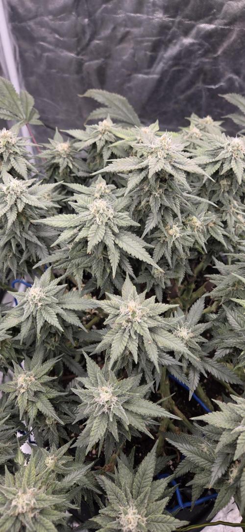 Crystal Candy. Week 12