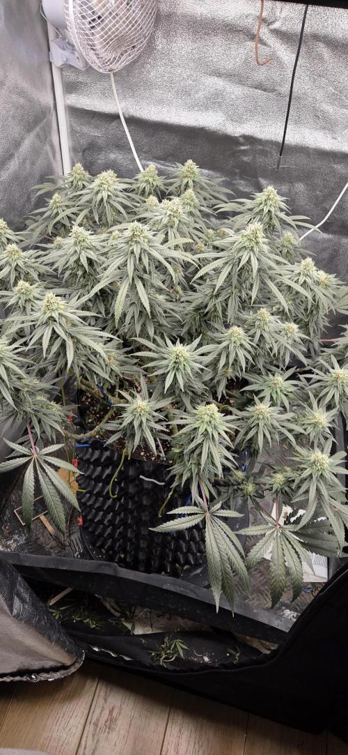 Chocolope. Week 12