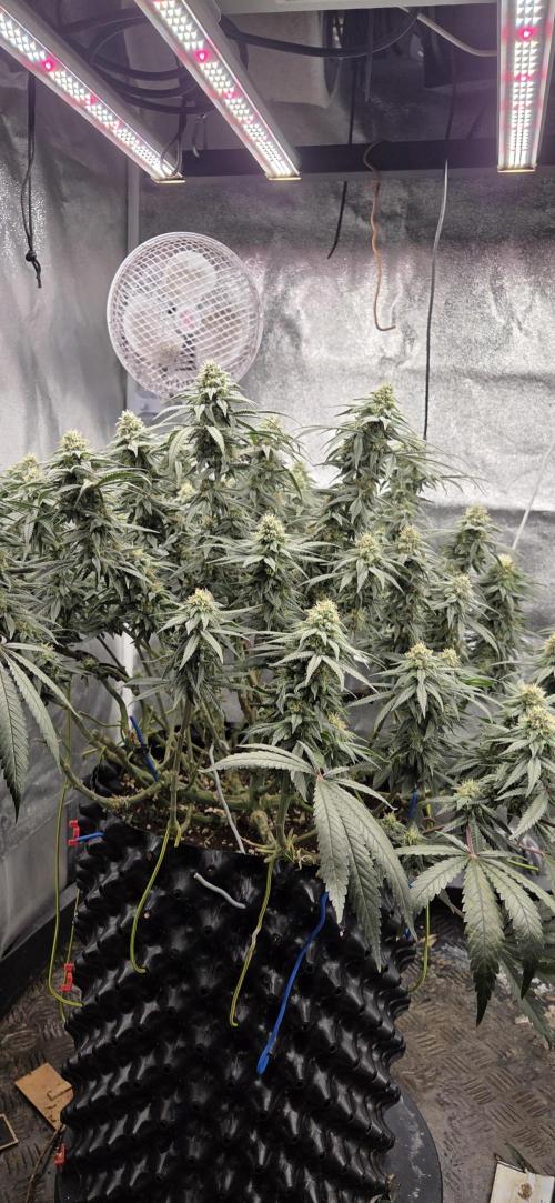 Chocolope. Week 12