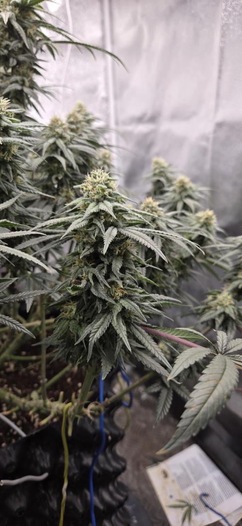 Chocolope. Week 12