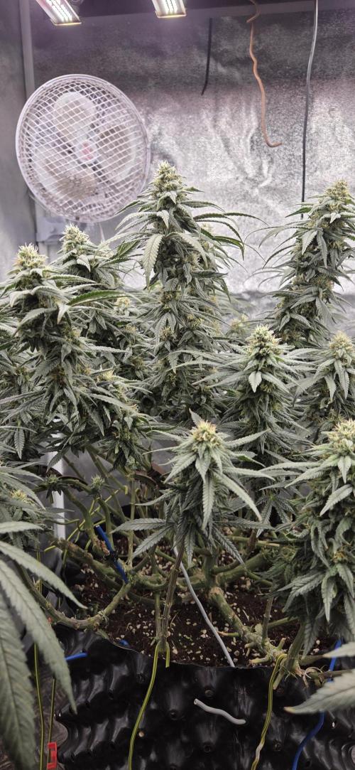 Chocolope. Week 12