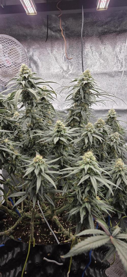 Chocolope. Week 12