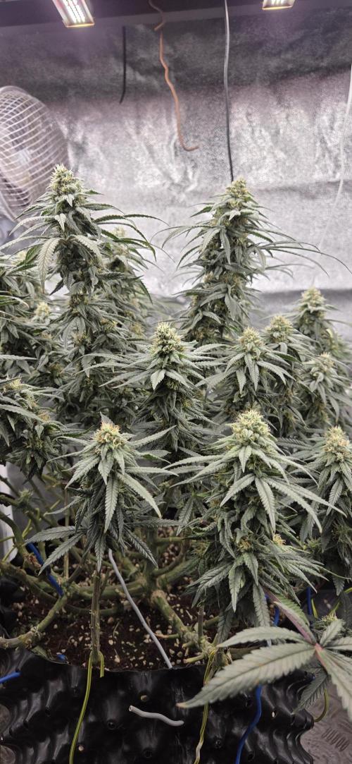 Chocolope. Week 12