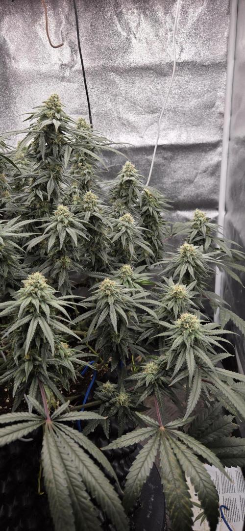 Chocolope. Week 12