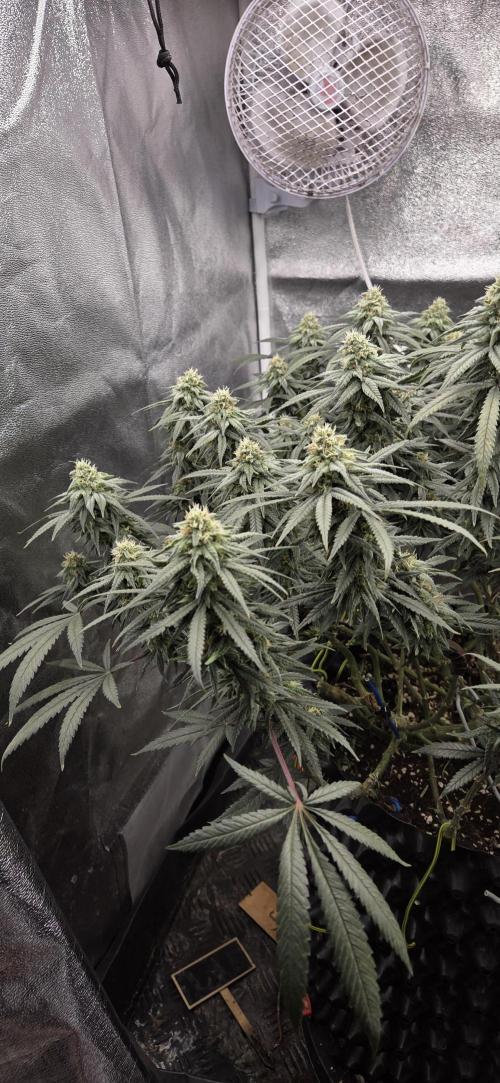 Chocolope. Week 12