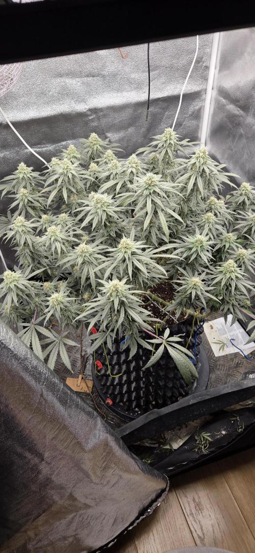 Chocolope. Week 12