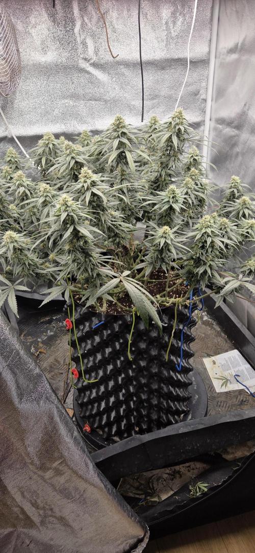 Chocolope. Week 12