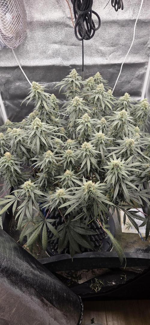Chocolope. Week 12