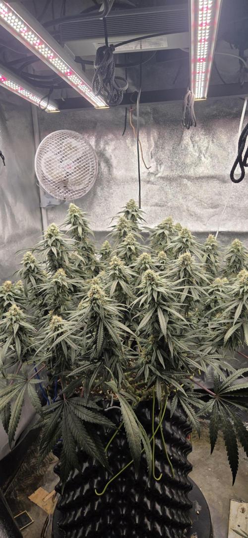 Chocolope. Week 12
