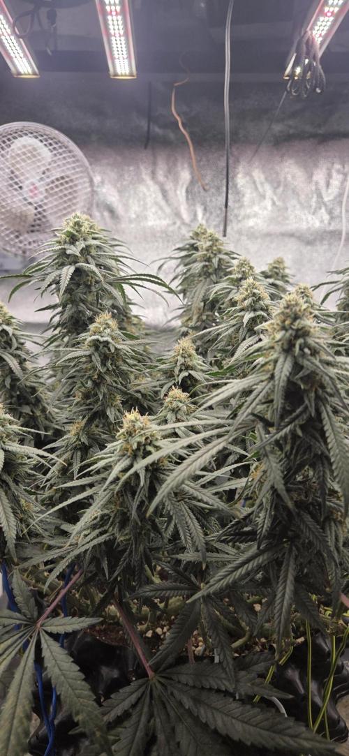 Chocolope. Week 12