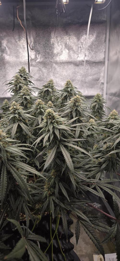 Chocolope. Week 12