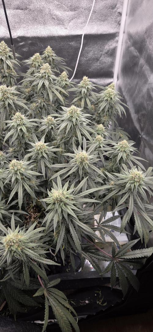 Chocolope. Week 12