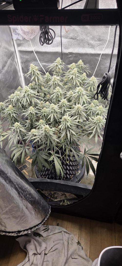 Chocolope. Week 12