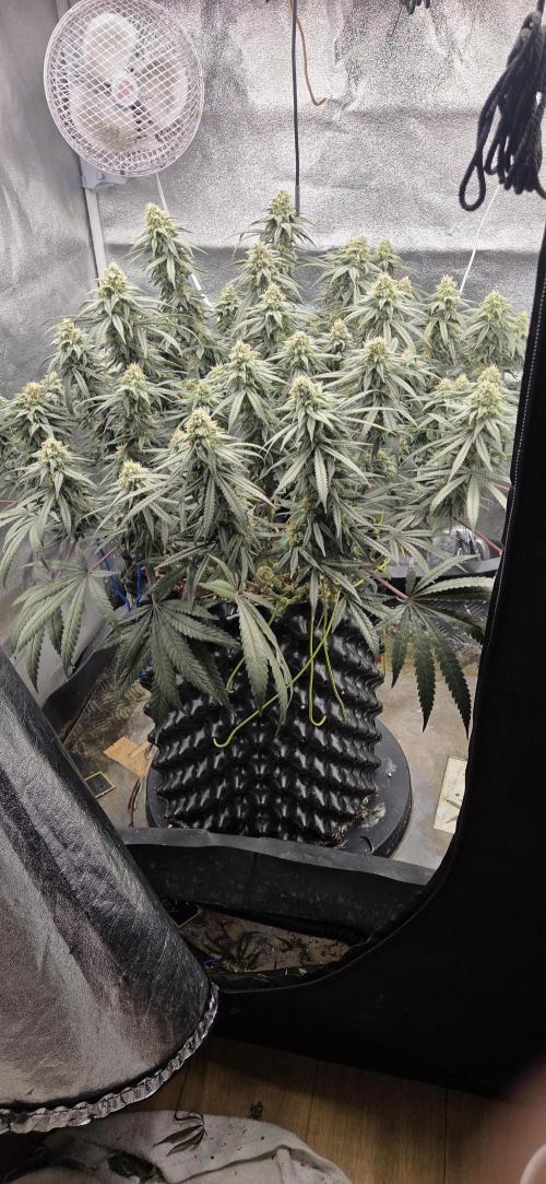 Chocolate Haze. Week 12