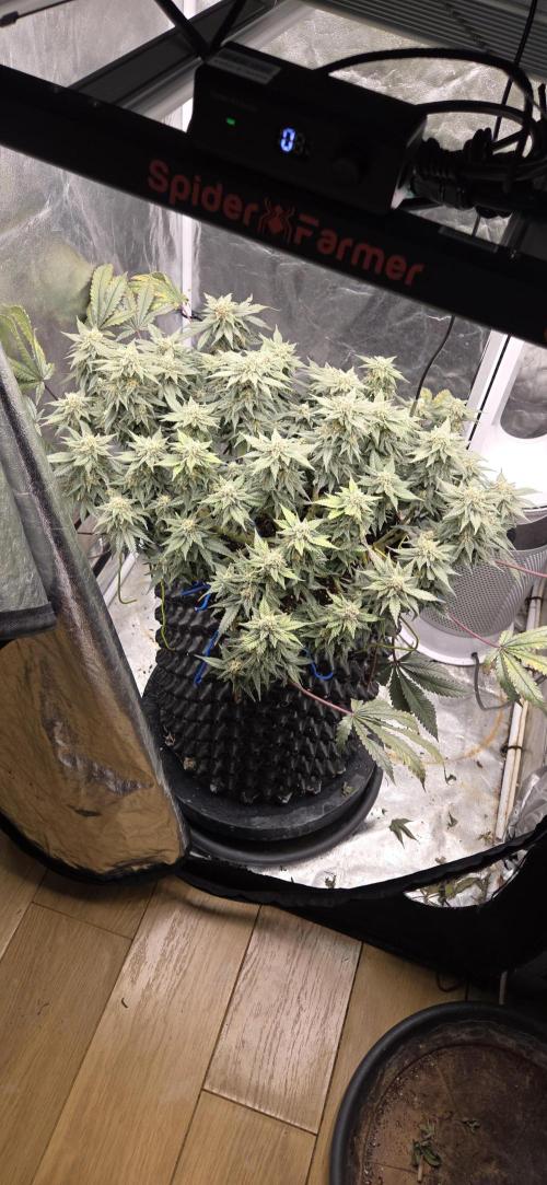 Crystal Candy. Week 13