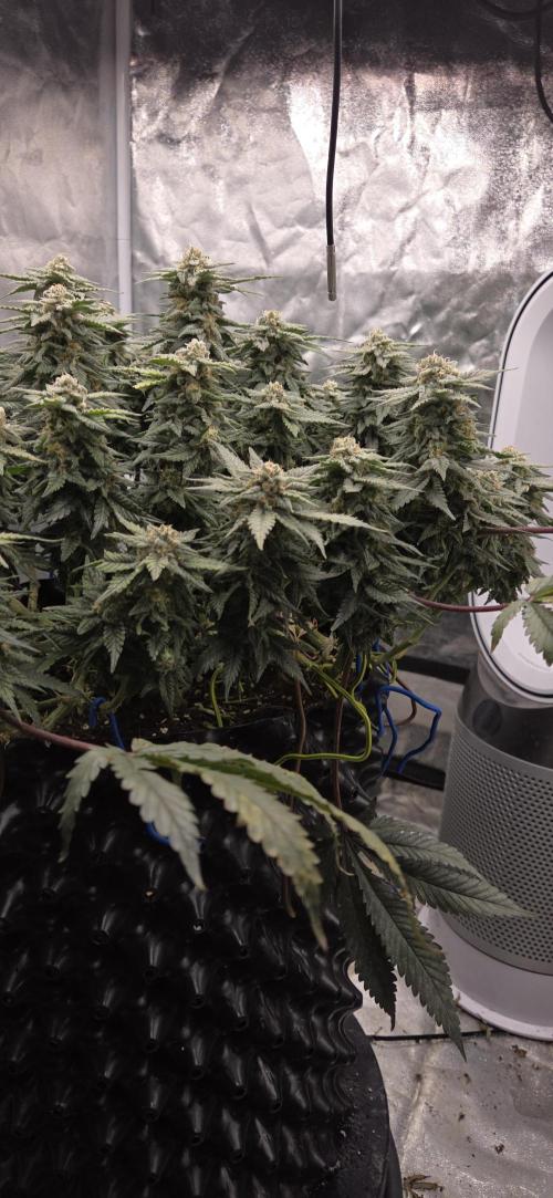 Crystal Candy. Week 13