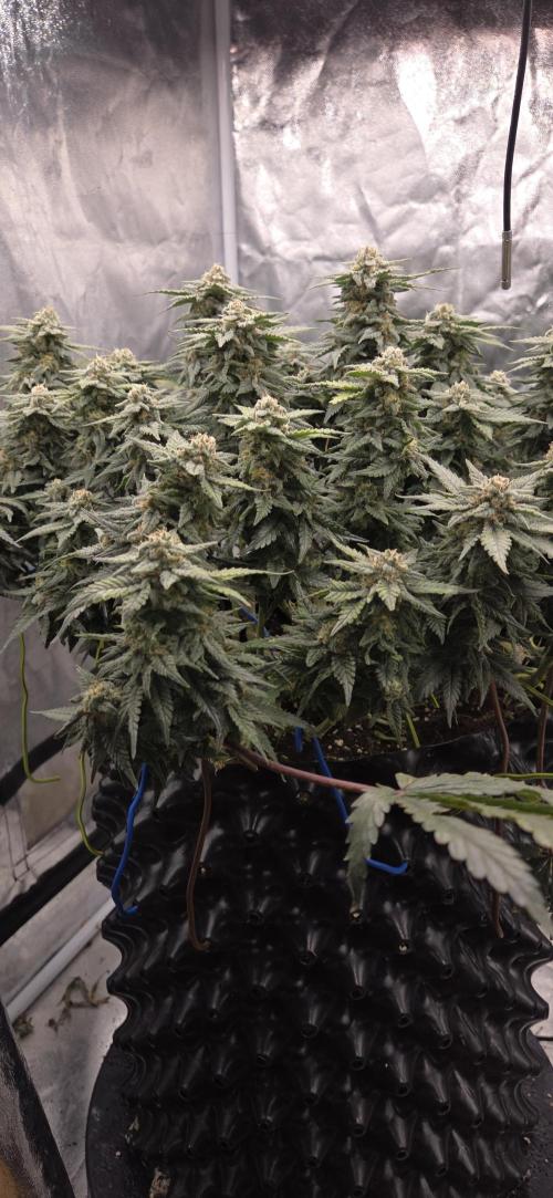 Crystal Candy. Week 13