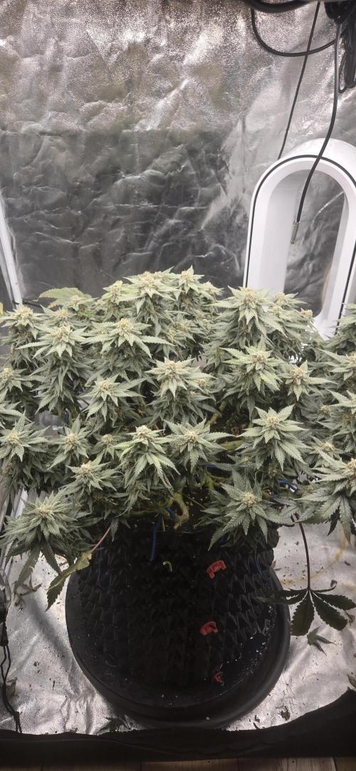Crystal Candy. Week 13
