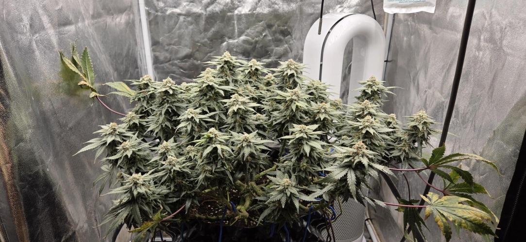 Crystal Candy. Week 13