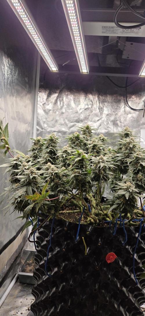 Crystal Candy. Week 13