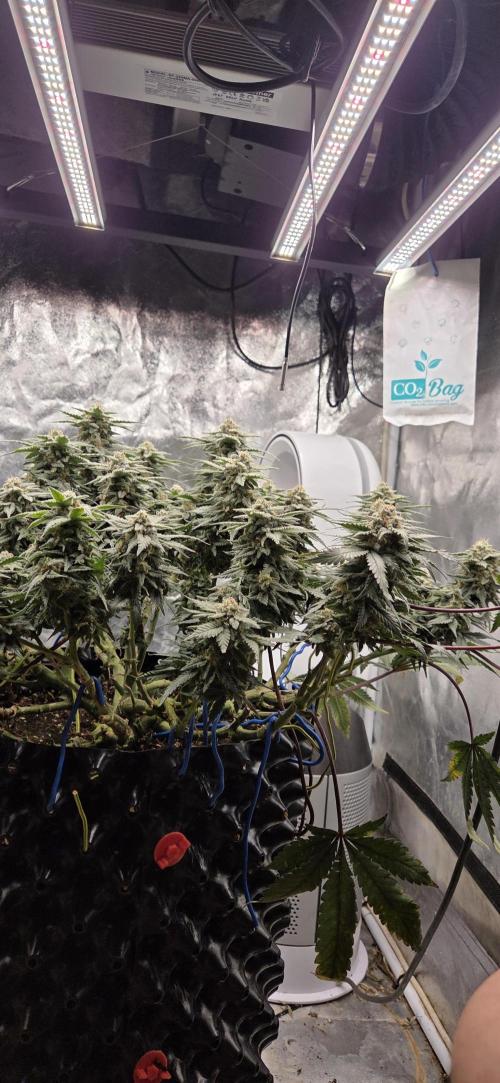 Crystal Candy. Week 13