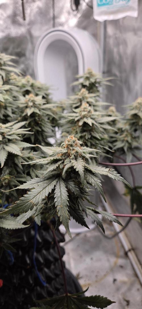 Crystal Candy. Week 13