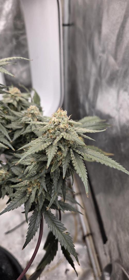 Crystal Candy. Week 13