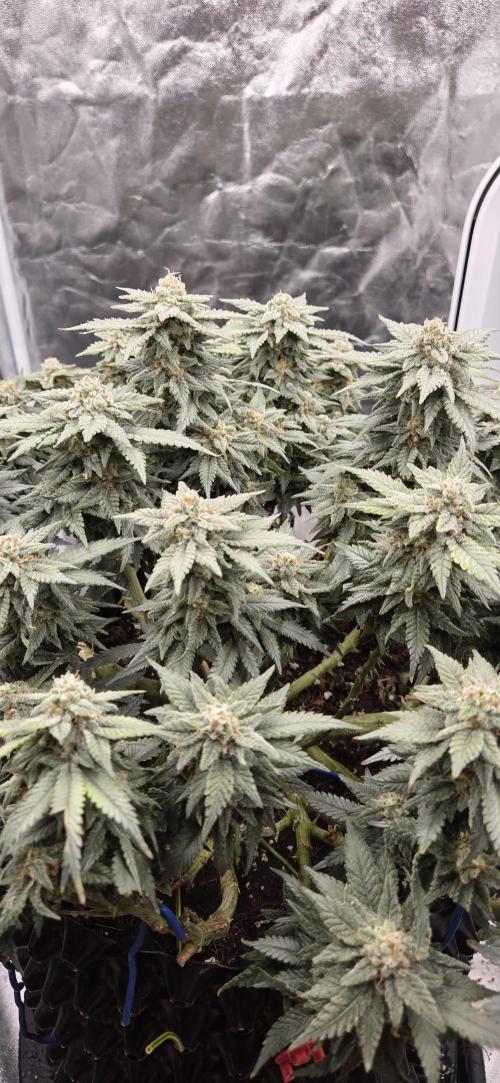 Crystal Candy. Week 13