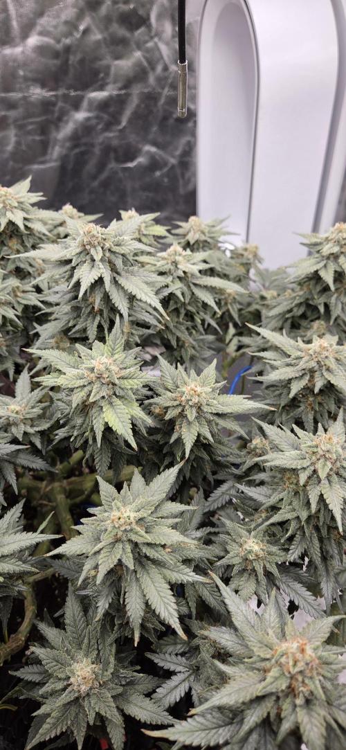Crystal Candy. Week 13