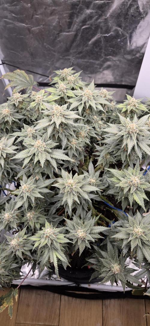 Crystal Candy F1 Fast Version. Week 13