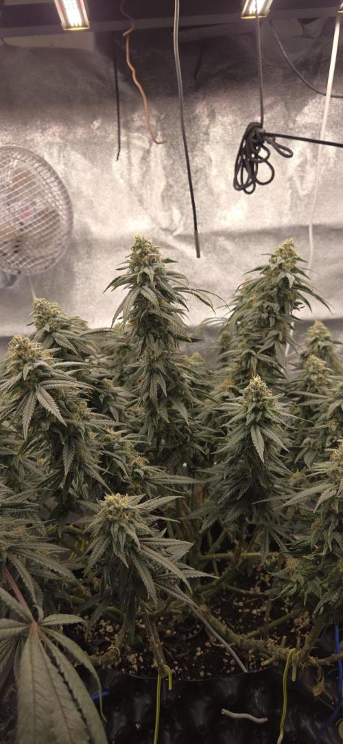 Chocolope. Week 13