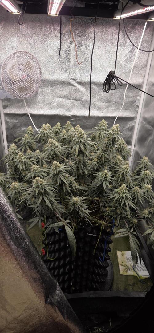 Chocolope. Week 13