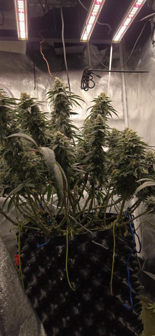 Chocolope. Week 13
