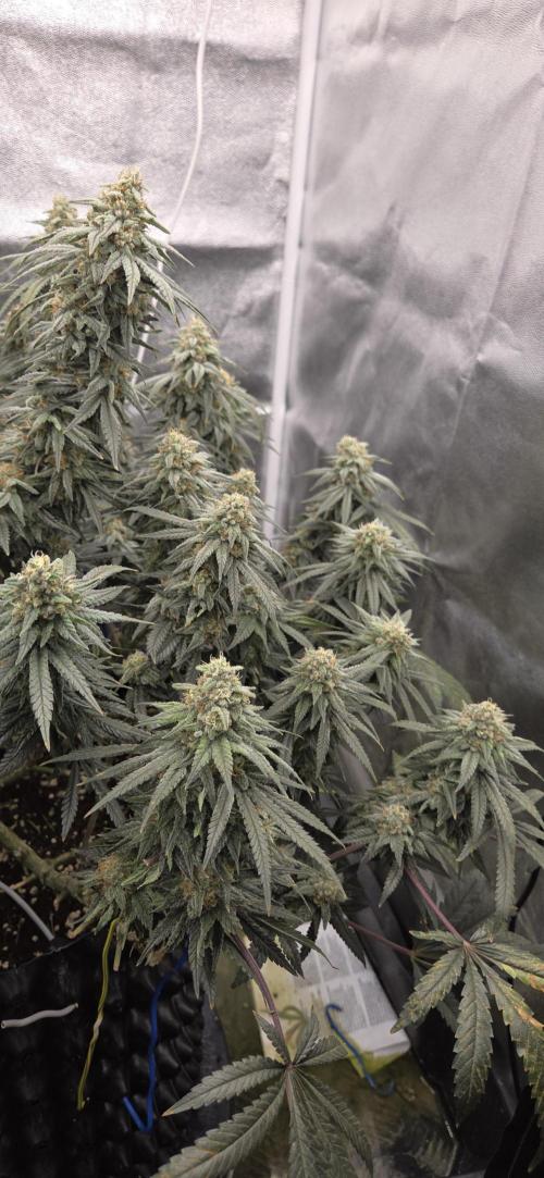 Chocolope. Week 13