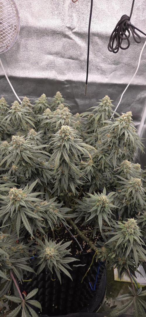 Chocolope. Week 13