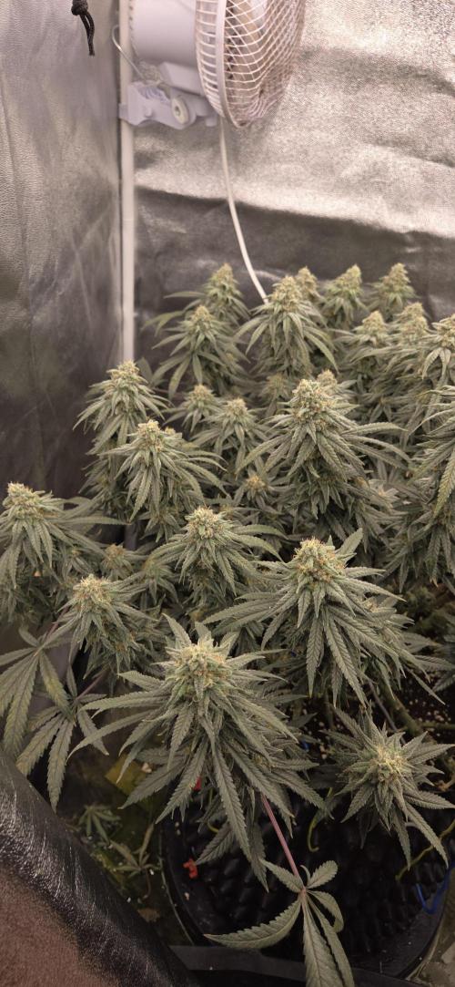 Chocolope. Week 13